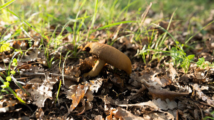 MUSHROOM IN THE WOODS, AMONG THE DRY LEAVES UNDER THE TREES 2