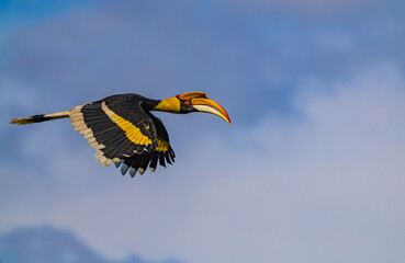 The great hornbill (Buceros bicornis), also known as the concave-casqued hornbill, great Indian hornbill or great pied hornbill. © chitsanupong