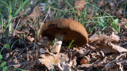 MUSHROOM IN THE WOODS, AMONG THE DRY LEAVES UNDER THE TREES 14