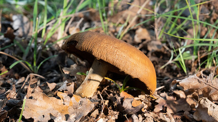 MUSHROOM IN THE WOODS, AMONG THE DRY LEAVES UNDER THE TREES 10