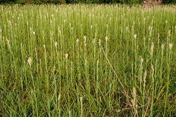 The field is full with tuberose plants with its flower buds 