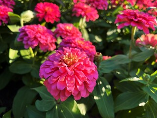 pink flowers in a garden