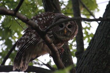 Owl Bird of Prey in the wild