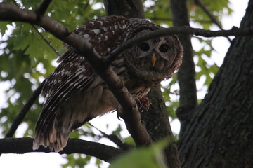 Owl Bird of Prey in the wild