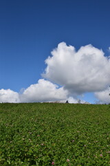A field of clover in summer, Sainte-Apolline, Québec, Canada
