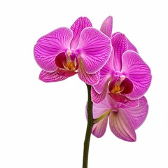 orchid isolated on white background