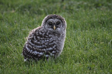 Owl Bird of Prey in the wild