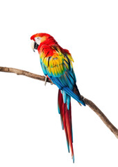 Fototapeta premium PNG Colorful parrot perched on branch