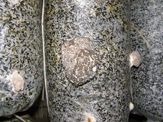 Oyster Mushroom Spawn Growing on Substrate: Close-up of oyster mushroom spawn clusters forming on substrate-filled bags in an indoor farming environment, showcasing early growth stages.