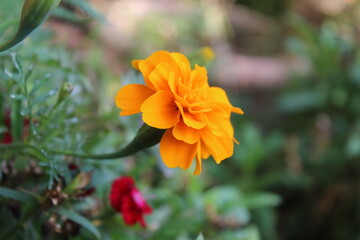 Marigold or Tagetes erecta yellow flowers