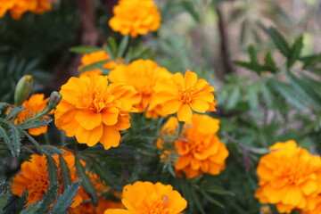 Marigold or Tagetes erecta yellow flowers