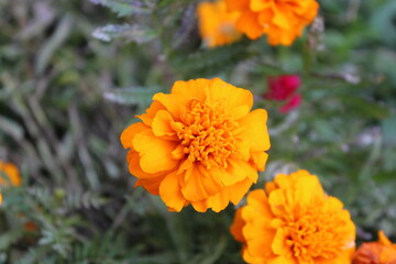 Marigold or Tagetes erecta yellow flowers