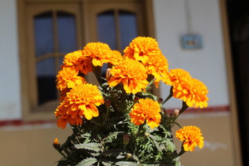 Marigold or Tagetes erecta yellow flowers