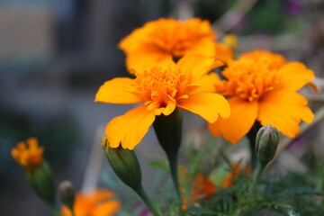 Tagetes patula or Signet marigold