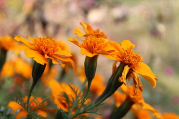 Tagetes patula or Signet marigold