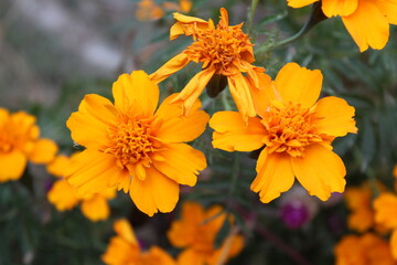 Tagetes patula or Signet marigold