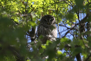 Owl in a Tree Hunting for prey