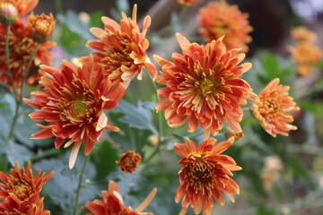 Chrysanthemum, Spoon Mums or chrysanths