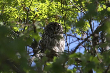 Owl in a Tree watching prey