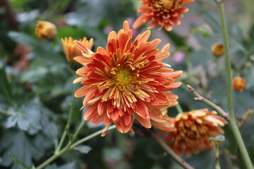 Chrysanthemum, Spoon Mums or chrysanths
