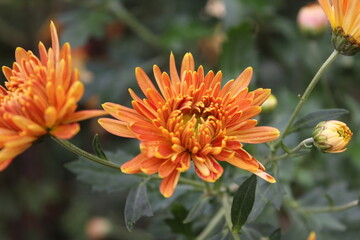 Chrysanthemum, Spoon Mums or chrysanths