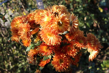 Chrysanthemum, Spoon Mums or chrysanths