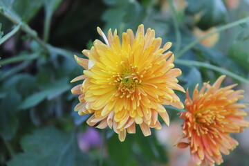 Chrysanthemum, Spoon Mums or chrysanths