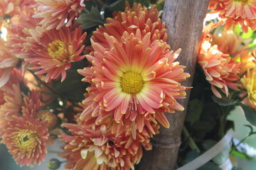 Chrysanthemum, Spoon Mums or chrysanths