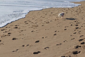 dog running on the beach