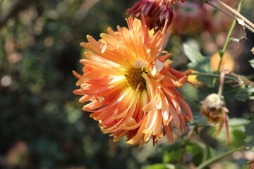 Chrysanthemum, Spoon Mums or chrysanths