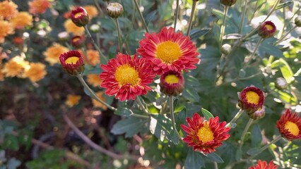 Chrysanthemum, Spoon Mums or chrysanths