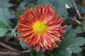 Chrysanthemum, Spoon Mums or chrysanths
