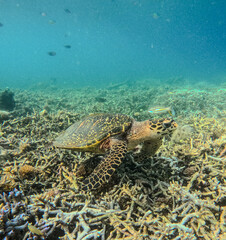 Turtle on coral