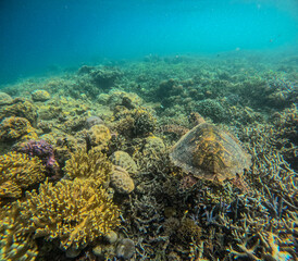 Turtle on corals