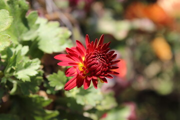 Chrysanthemum, Spoon Mums or chrysanths