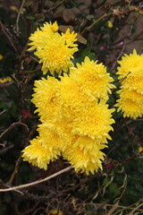 Chrysanthemum, Spoon Mums or chrysanths