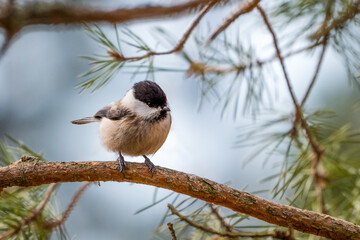 Marsh tit