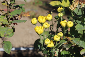 Chrysanthemum, Spoon Mums or chrysanths