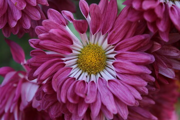 Chrysanthemum, Spoon Mums or chrysanths