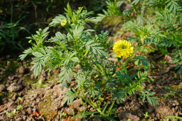 Yellow marigold plant with flower and buds