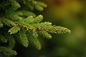 Fototapeta premium close up of tree