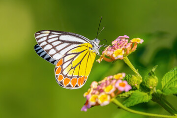 Common Jezebel butterfly on Lantana flower