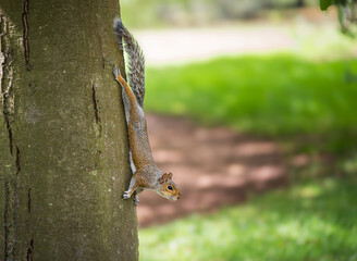 Squirrel climbing down a tree in a sunny park during daylight hours