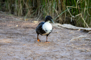 Fotografía de un pato de colores contrastantes negro y blanco, caminando sobre un suelo terroso en su hábitat natural.