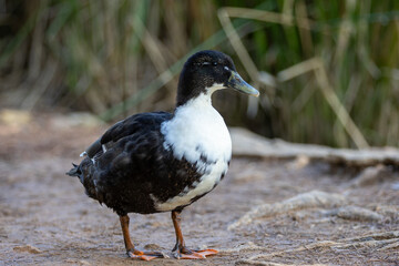 Fotografía de un pato de colores contrastantes negro y blanco, caminando sobre un suelo terroso en su hábitat natural.