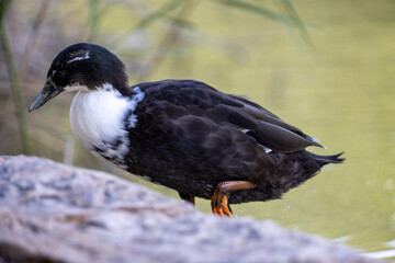 Fotografía de un pato de colores contrastantes negro y blanco, caminando sobre un suelo terroso en su hábitat natural.