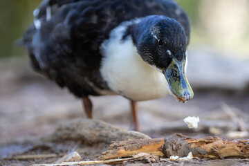 Fotografía de un pato de colores contrastantes negro y blanco, caminando sobre un suelo terroso en su hábitat natural.