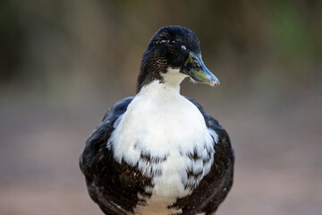 Fotografía de un pato de colores contrastantes negro y blanco, caminando sobre un suelo terroso en su hábitat natural.