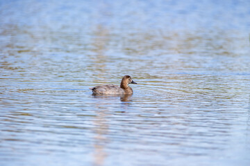 Pato juvenil disfrutando de un tranquilo paseo en un lago con reflejos naturales.