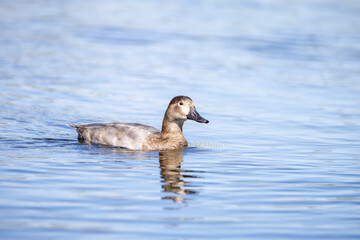 Pato juvenil disfrutando de un tranquilo paseo en un lago con reflejos naturales.